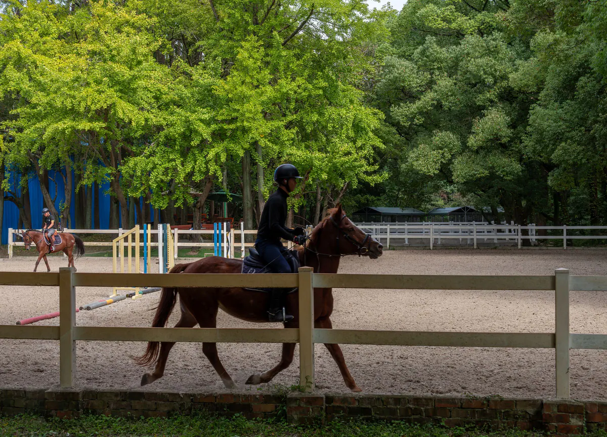 A rider trotting a bay horse in a sand arena with a white fence